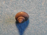 Snegl